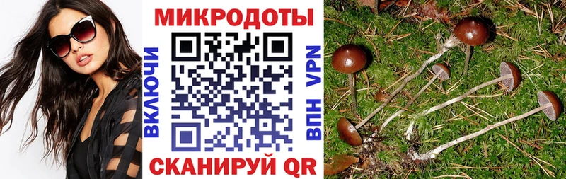 Галлюциногенные грибы Psilocybine cubensis  Аша 